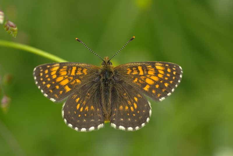 Melitaea diamina